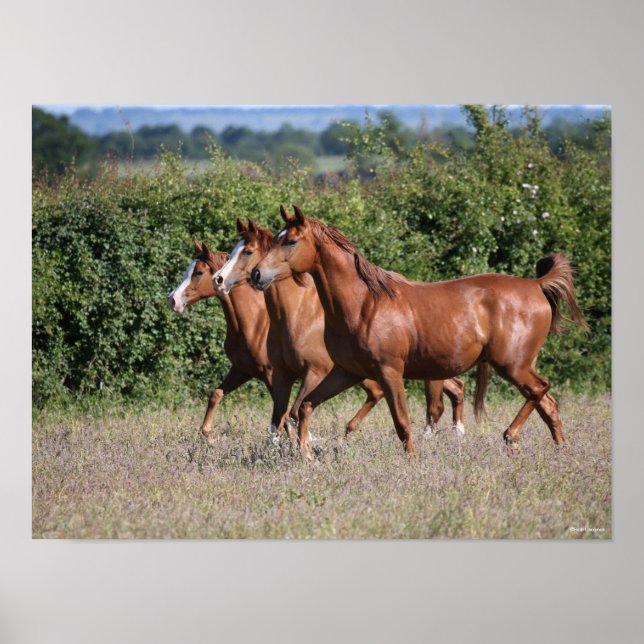 Bob Langrish | Three Chestnut Arab Horses Together Poster (Front)