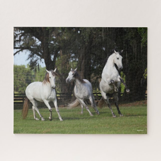 Bob Langrish | Three Grey Andalucians Leaping Jigsaw Puzzle (Horizontal)