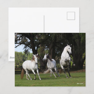 Bob Langrish   Three Grey Andalucians Leaping Postcard