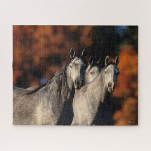 Bob Langrish Three Grey Arabs Standing Together Jigsaw Puzzle