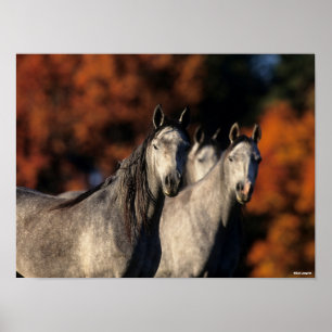 Bob Langrish   Three Grey Arabs Standing Together Poster