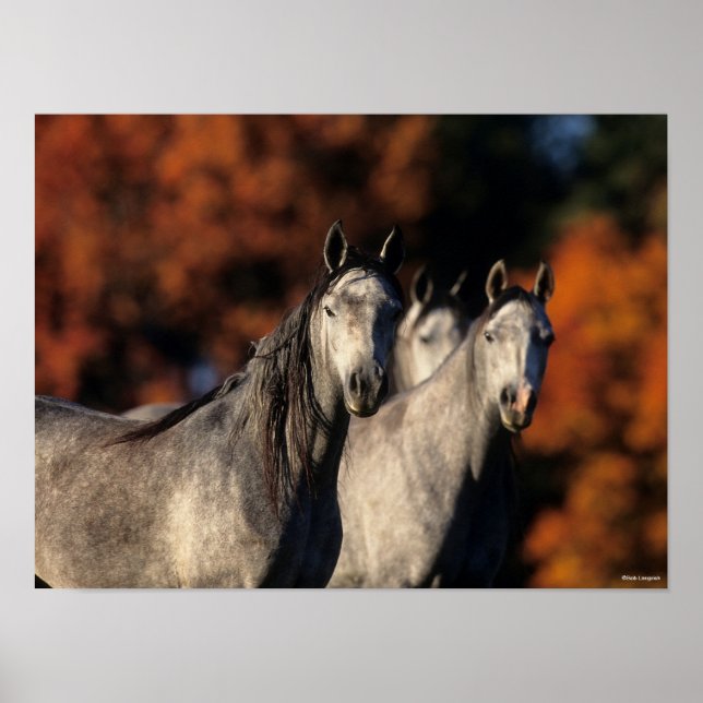 Bob Langrish | Three Grey Arabs Standing Together Poster (Front)