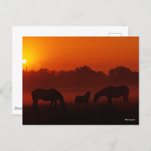 Bob Langrish   Three Horses Grazing at Sunset Postcard
