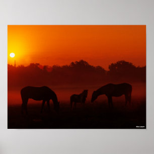 Bob Langrish   Three Horses Grazing at Sunset Poster