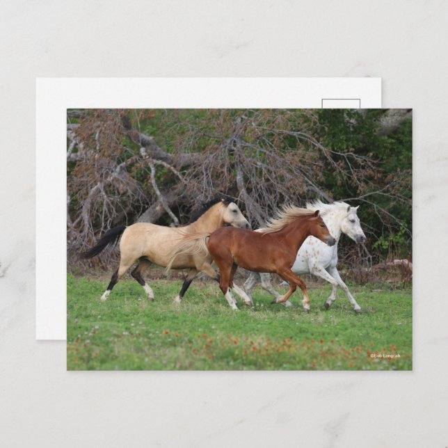 Bob Langrish | Three Ponies Running Together Postcard (Front/Back)