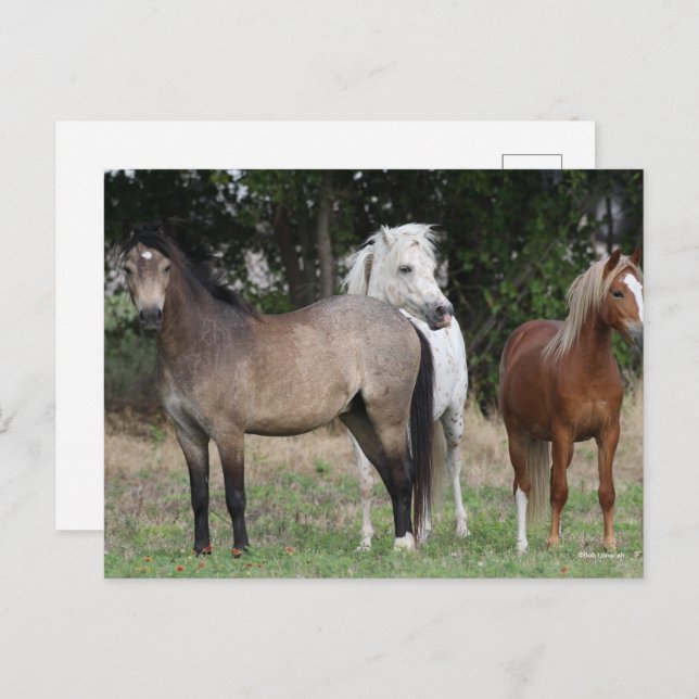 Bob Langrish | Three Ponies Standing Together Postcard (Front/Back)