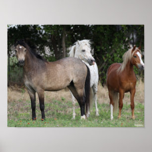 Bob Langrish   Three Ponies Standing Together Poster