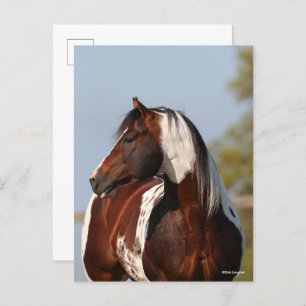 Bob Langrish Tobiano Paint Horse Stallion headshot Postcard