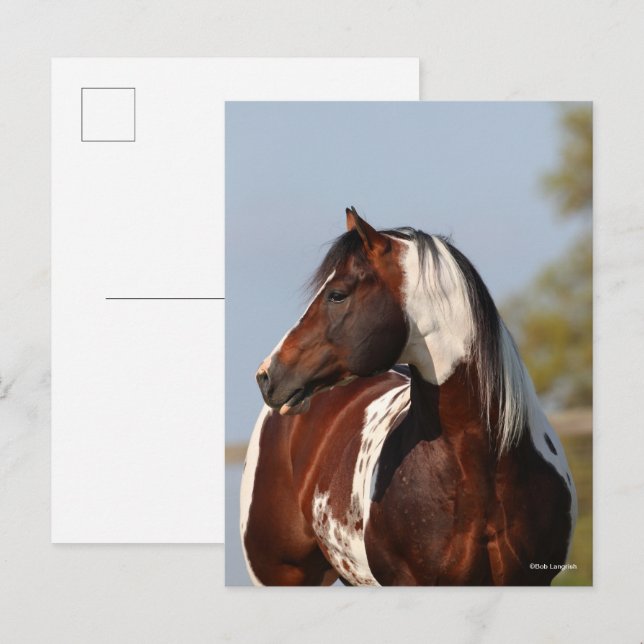 Bob Langrish Tobiano Paint Horse Stallion headshot Postcard (Front/Back)