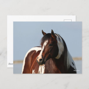Bob Langrish Tobiano Paint Horse Stallion Headshot Postcard