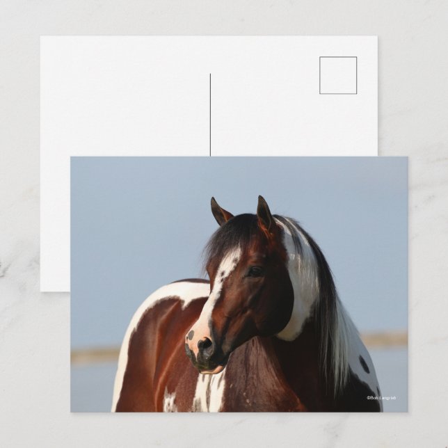Bob Langrish Tobiano Paint Horse Stallion Headshot Postcard (Front/Back)