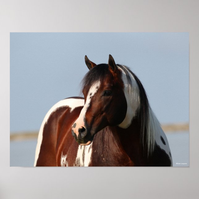 Bob Langrish Tobiano Paint Horse Stallion Headshot Poster (Front)