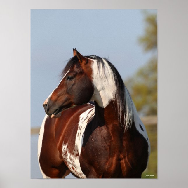 Bob Langrish | Tobiano Paint Stallion Headshot Poster (Front)
