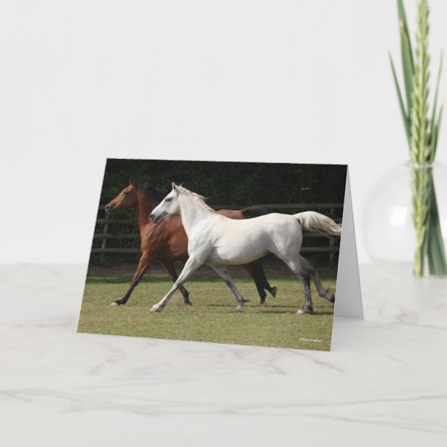 Bob Langrish | Two Arab Horses Runnng Together Card (Front)