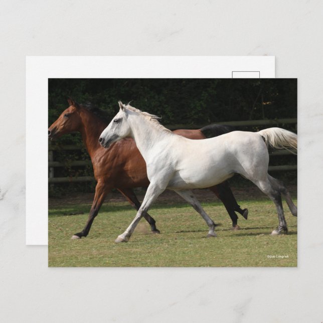 Bob Langrish | Two Arab Horses Runnng Together Postcard (Front/Back)