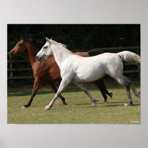 Bob Langrish   Two Arab Horses Runnng Together Poster