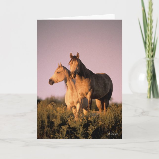 Bob Langrish | Two Arab Horses Standing at Sunset Card (Front)