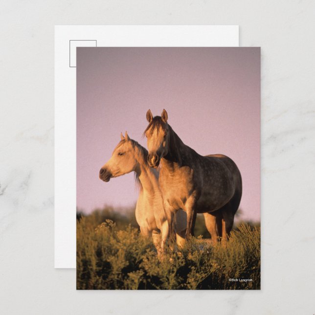Bob Langrish | Two Arab Horses Standing at Sunset Postcard (Front/Back)