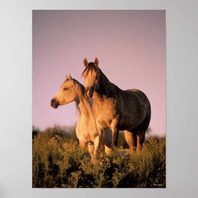 Bob Langrish | Two Arab Horses Standing at Sunset Poster (Front)