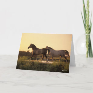 Bob Langrish   Two Arab Horses Walking at Sunset Card