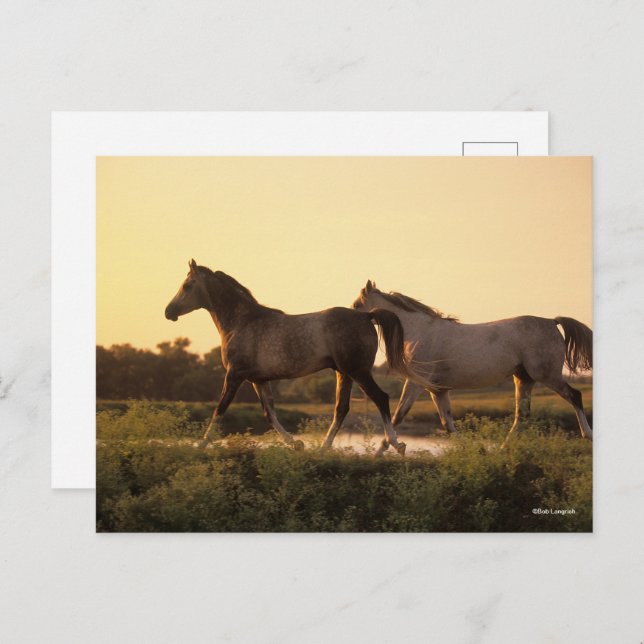 Bob Langrish | Two Arab Horses Walking at Sunset Postcard (Front/Back)
