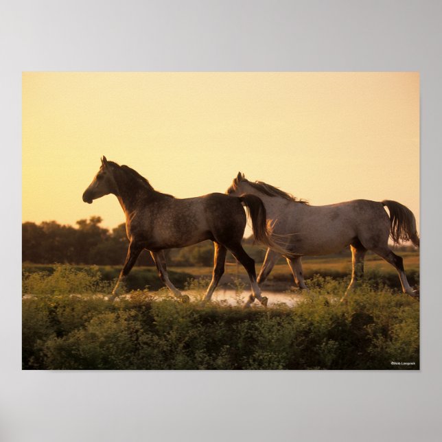 Bob Langrish | Two Arab Horses Walking at Sunset Poster (Front)