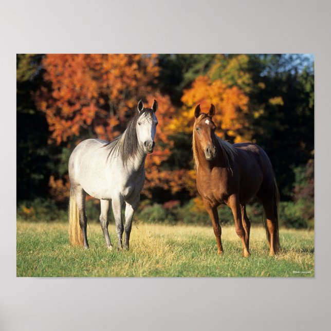 Bob Langrish Two Arabs Standing Together in Field Poster (Front)