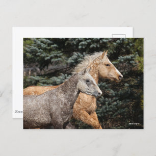 Bob Langrish Two Bashkir Curly Horses Headshot Postcard