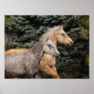 Bob Langrish   Two Bashkir Curly Horses Headshot Poster