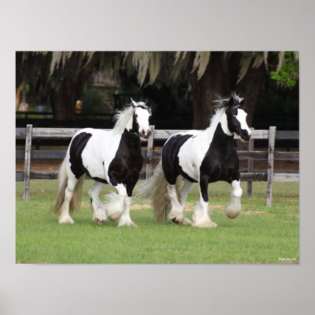 Bob Langrish | Two Black and White Gypsy Vanners Poster (Front)