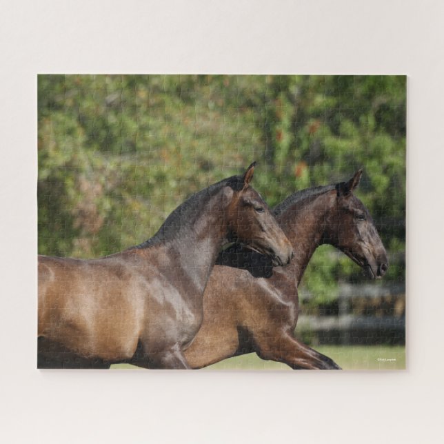 Bob Langrish | Two Brown Andalucian Horses Running Jigsaw Puzzle (Horizontal)