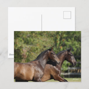 Bob Langrish   Two Brown Andalucian Horses Running Postcard