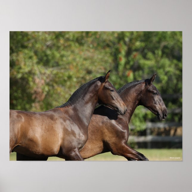 Bob Langrish | Two Brown Andalucian Horses Running Poster (Front)
