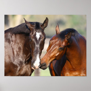 Bob Langrish   Two Canadian Sport Horses Meeting Poster