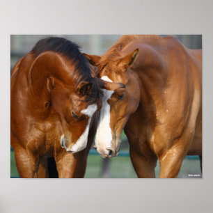 Bob Langrish   Two Canadian Sport Horses Meeting Poster