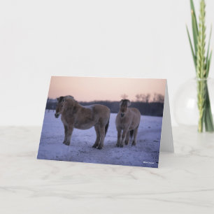 Bob Langrish   Two Fjord Horses Standing In Snow Card