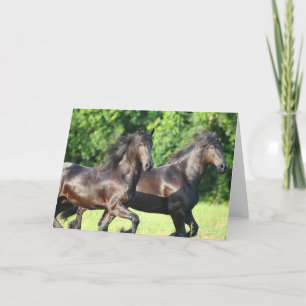 Bob Langrish   Two Friesians Running Together Card