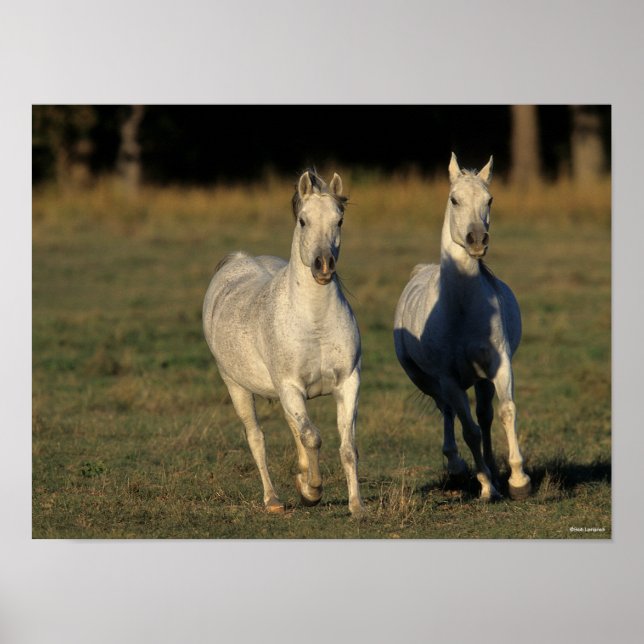 Bob Langrish | Two Grey Arabs Running Together Poster (Front)