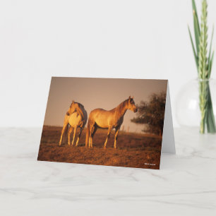 Bob Langrish   Two Grey Arabs Standing at Sunset Card