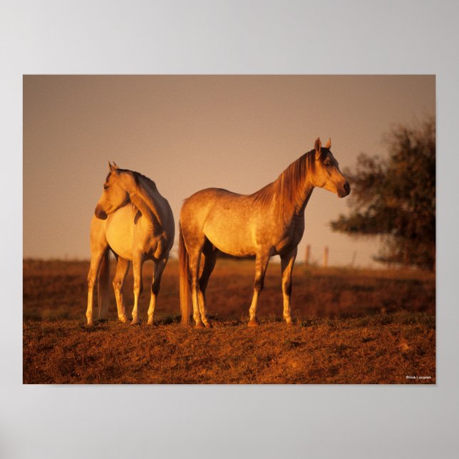 Bob Langrish | Two Grey Arabs Standing at Sunset Poster (Front)