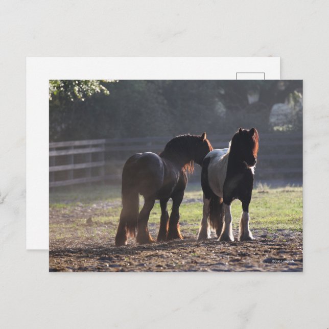 Bob Langrish | Two Gypsy Vanners In Field Backlit Postcard (Front/Back)
