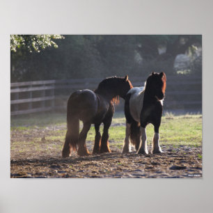 Bob Langrish   Two Gypsy Vanners In Field Backlit Poster