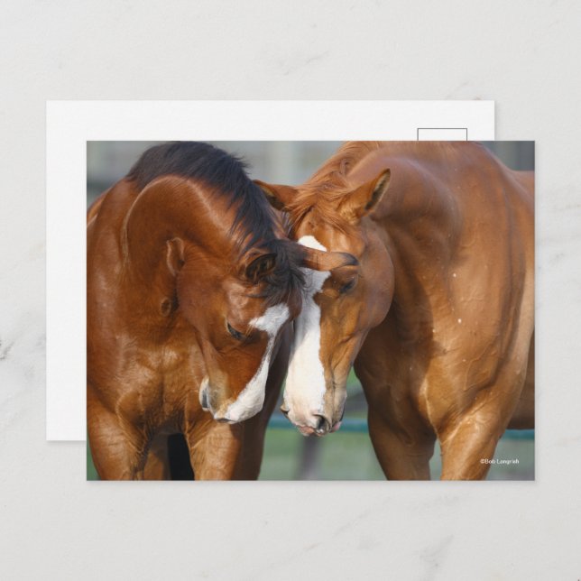 Bob Langrish | Two Horses Heads Together Postcard (Front/Back)