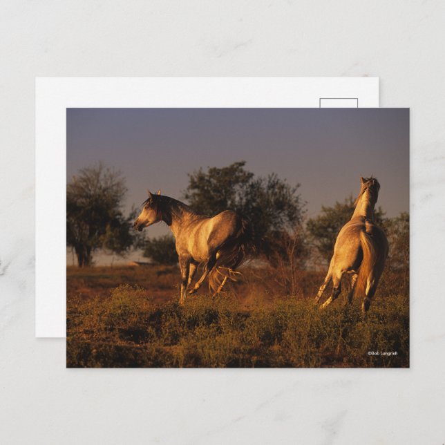 Bob Langrish | Two Horses Running In Sunset Postcard (Front/Back)