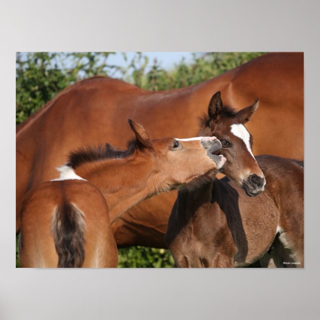 Bob Langrish | Two Irish Sport Horse Foals Playing Poster (Front)