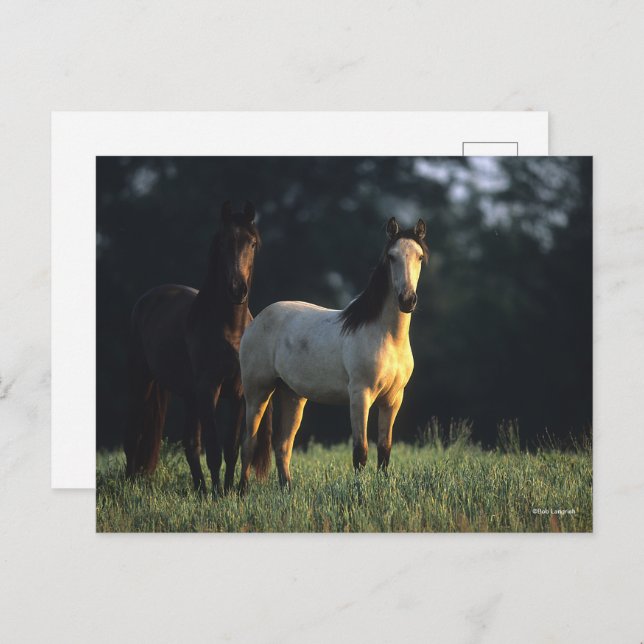 Bob Langrish | Two Kiger Mustangs Standing Postcard (Front/Back)