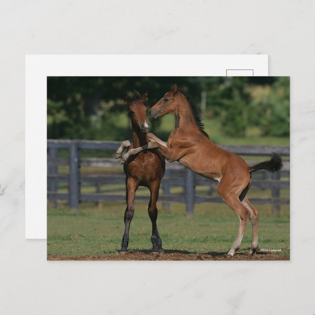 Bob Langrish | Two Morgan Foals Playing Postcard (Front/Back)