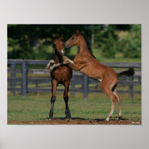 Bob Langrish   Two Morgan Foals Playing Poster
