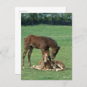 Bob Langrish   Two Morgan Horse Foals Playing Postcard