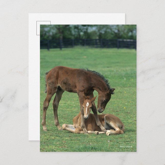 Bob Langrish | Two Morgan Horse Foals Playing Postcard (Front/Back)